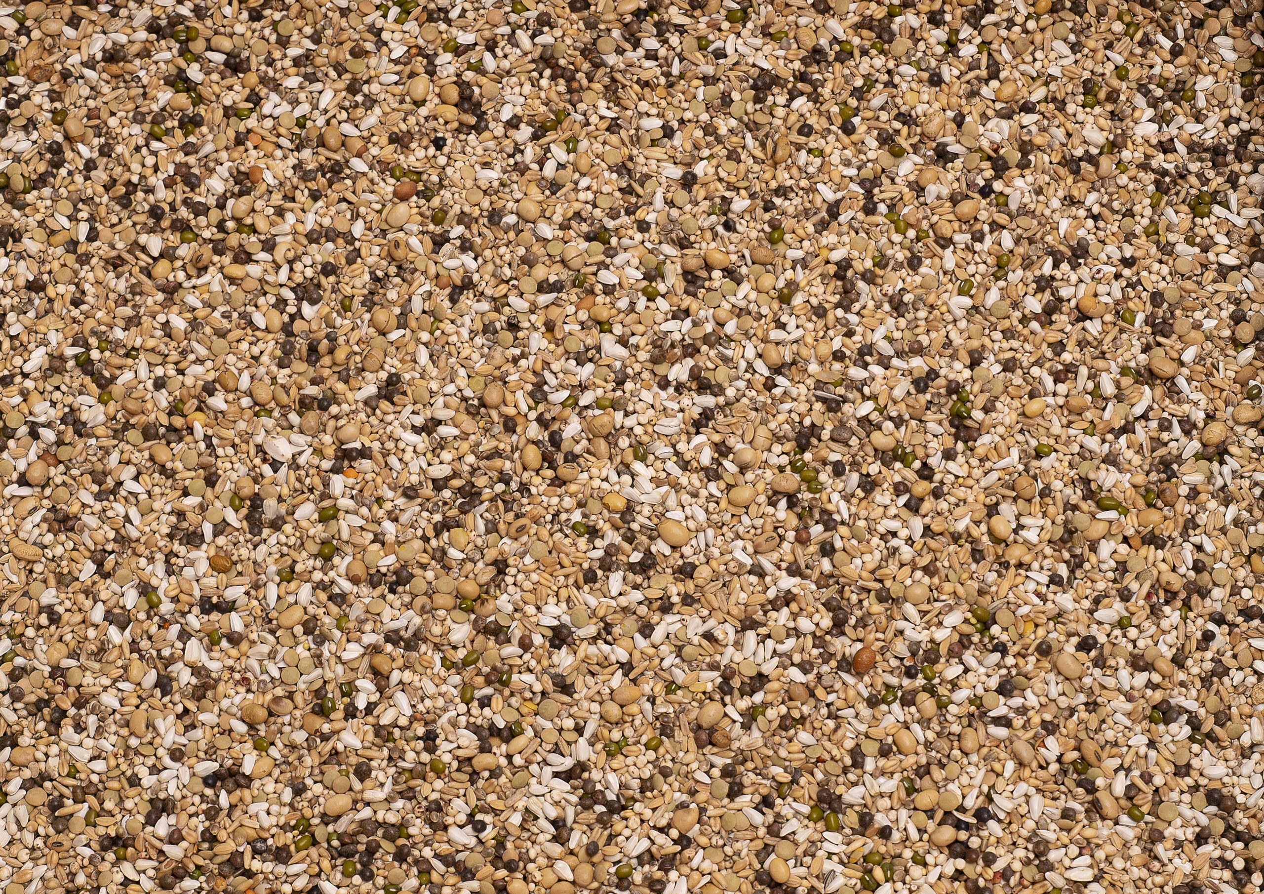 Zaad_004487-Olympia-51-Kweek-Sport-First-Class-scaled Zaad_004487-Olympia-51-Kweek-Sport-First-Class-scaled