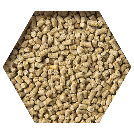 ProductImage_GoldcornKoopman_LR ProductImage_GoldcornKoopman_LR